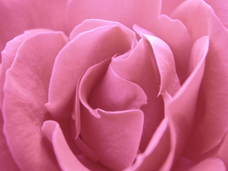 closeup of pink rose blossom and petals