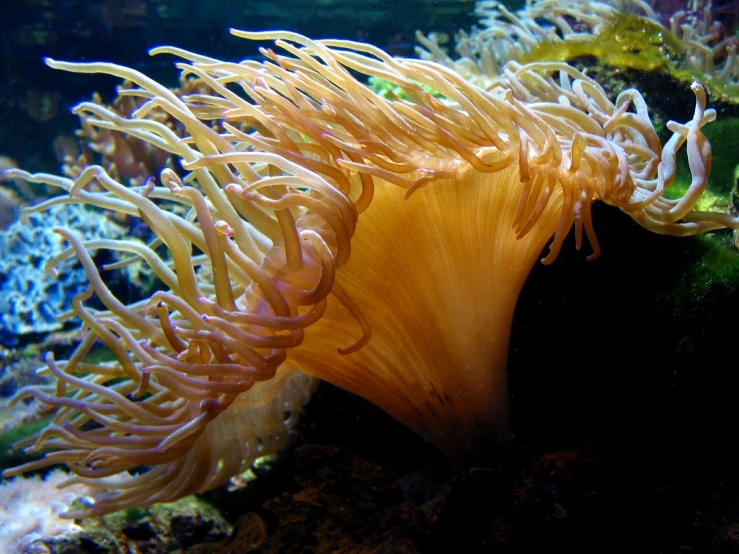 an orange sea anemone crawling amongst corals