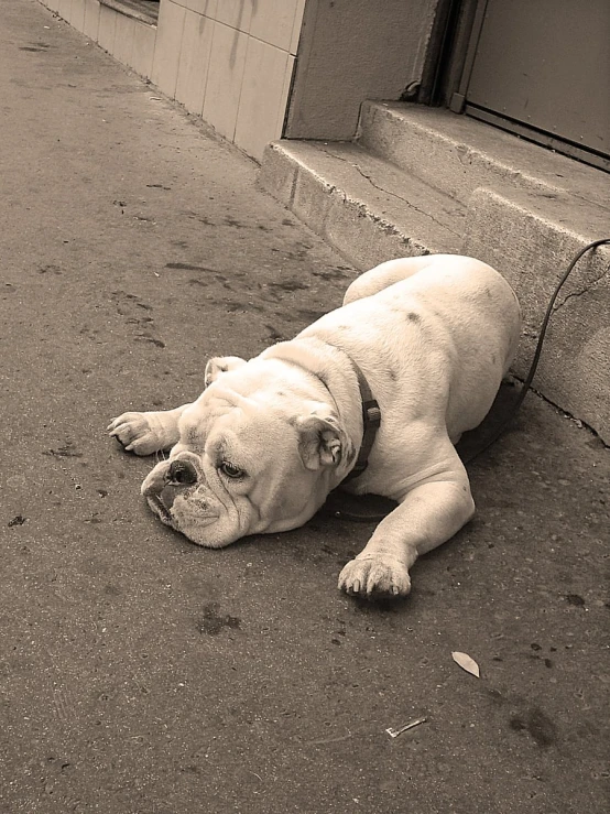 a dog that is laying down next to a building