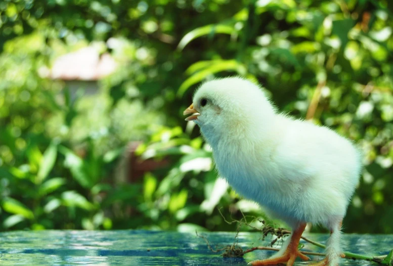 a white chick stands on the edge of a body of water