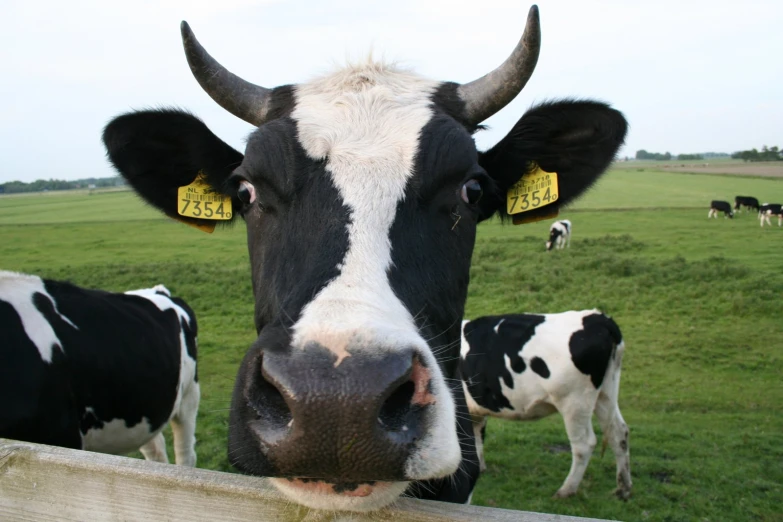 a herd of cattle standing on top of a lush green field