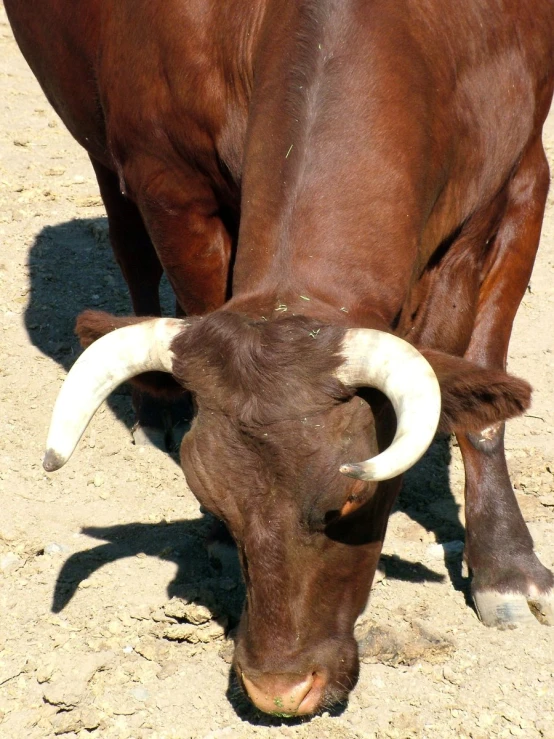 a brown cow has long horns standing in the sun