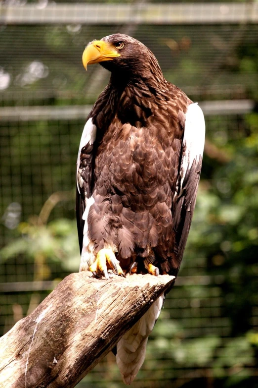 a bird sitting on a wooden log and looking at the camera