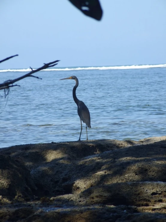 a bird stands on rocks near the water