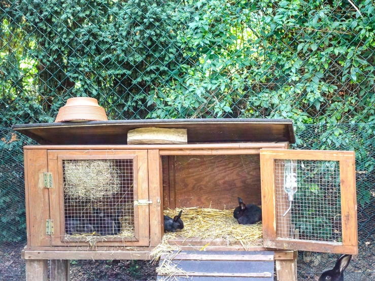 a black cat is inside of a hut on a farm