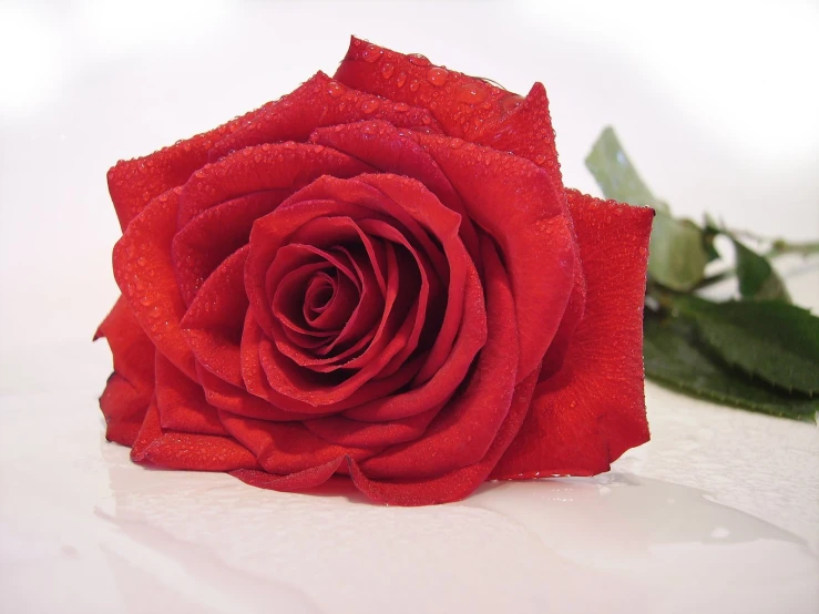 a close up of a single red rose on a white surface