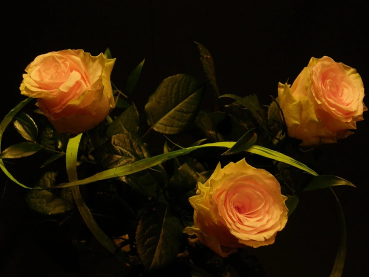 four yellow roses are growing on the stem