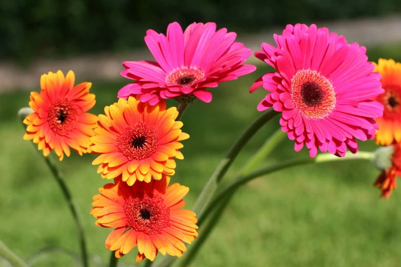 a group of brightly colored flowers stand in a field