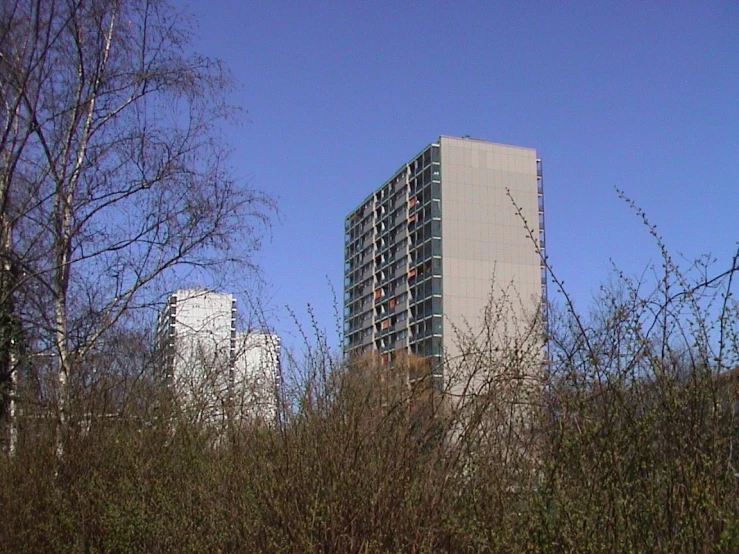 tall buildings stand in the distance behind some barren trees