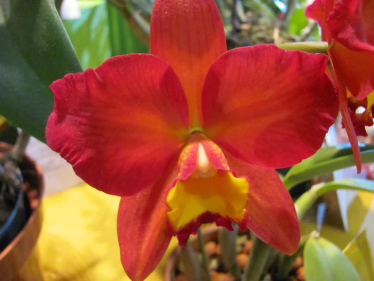 a red orchid with yellow stamen and red petals