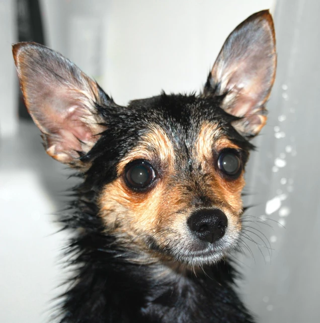 a close up of a small dog wearing a hair dryer