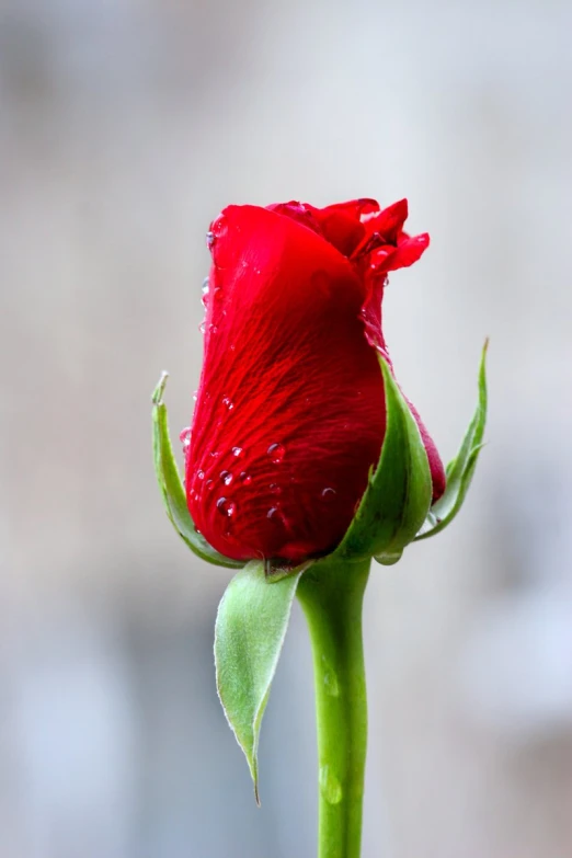 a single red rose with water droplets on it