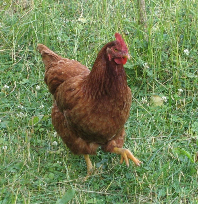 a brown and white chicken standing on top of a grass covered field