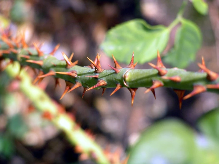 a close up of a vine with no leaves