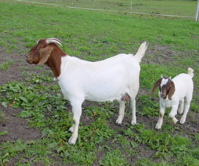 two goats on the farm looking for food