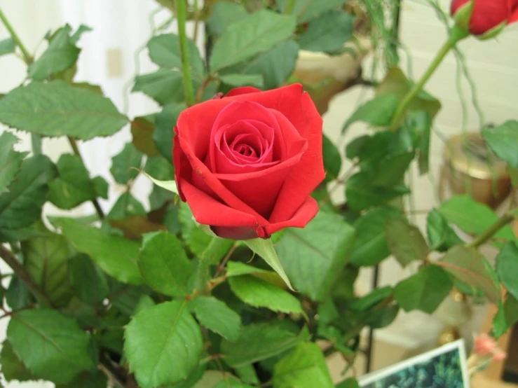 a single rose is sitting by some plants