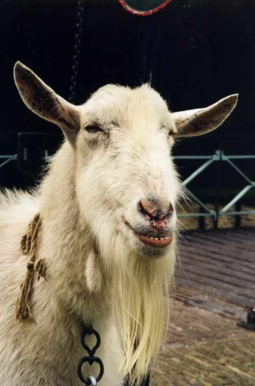 a goat with long hair wearing a harness