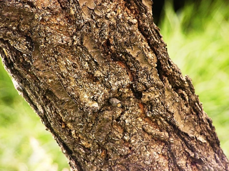 close up of the bark of a tree trunk