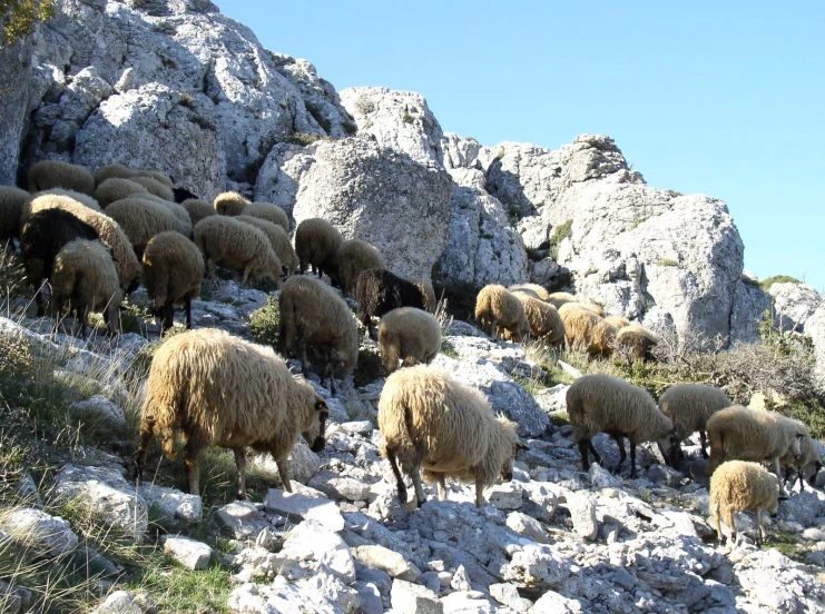 several large animals are walking along a rock hill