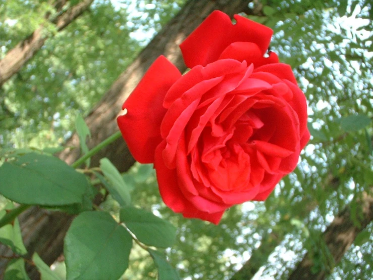 a large red rose blossomed up against some trees