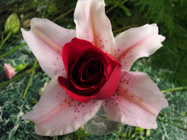 a pink and white flower with some red flowers