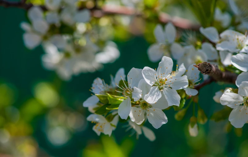 the bees are drinking nectar from the white flowers