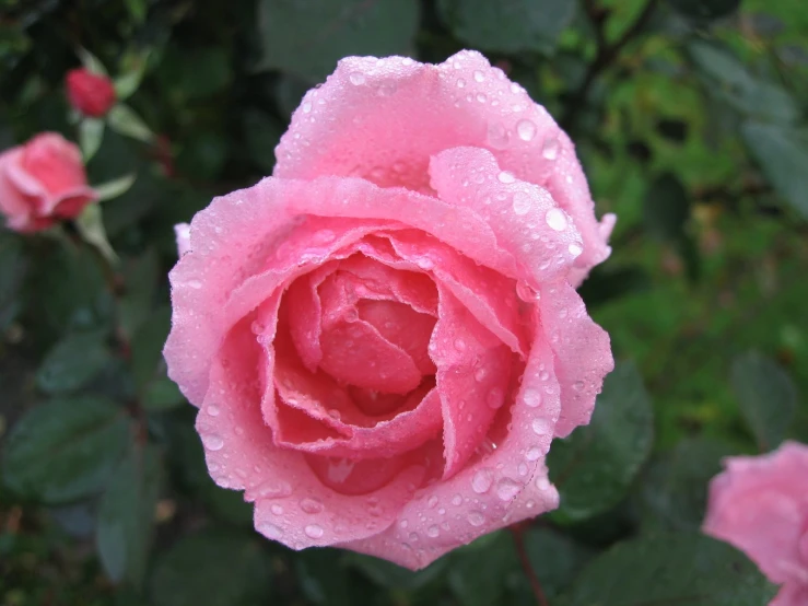 the pink flower is blooming in the yard