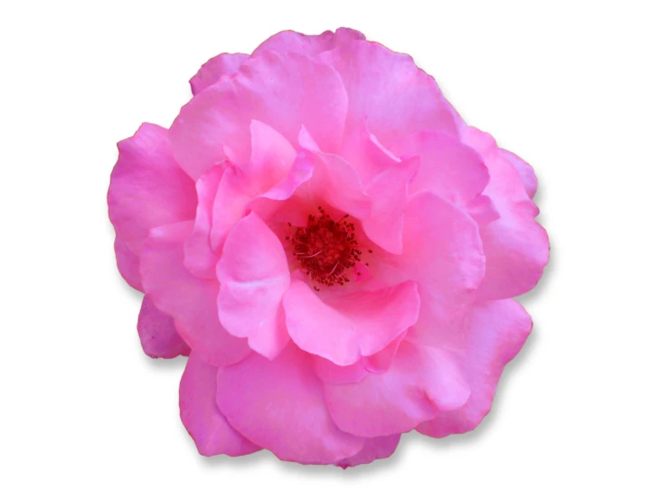 pink rose with white background in color