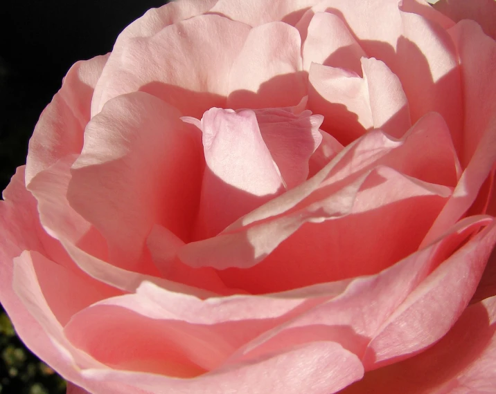 the center of an open rose is pink