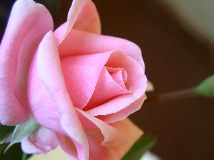 a pink rose that is next to a plant