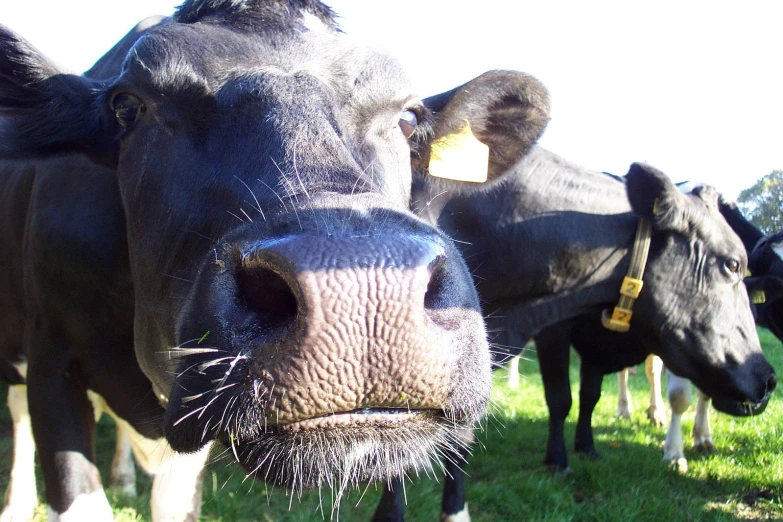 two cows are standing next to each other outside