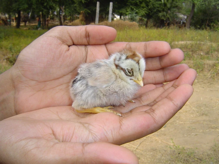 a small bird sitting on top of someone's hand