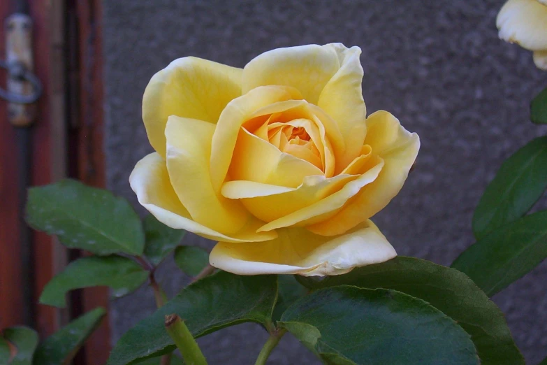 a yellow flower is sitting on the stems