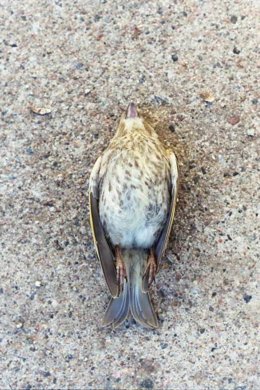 a bird on a sidewalk with its face partially covered