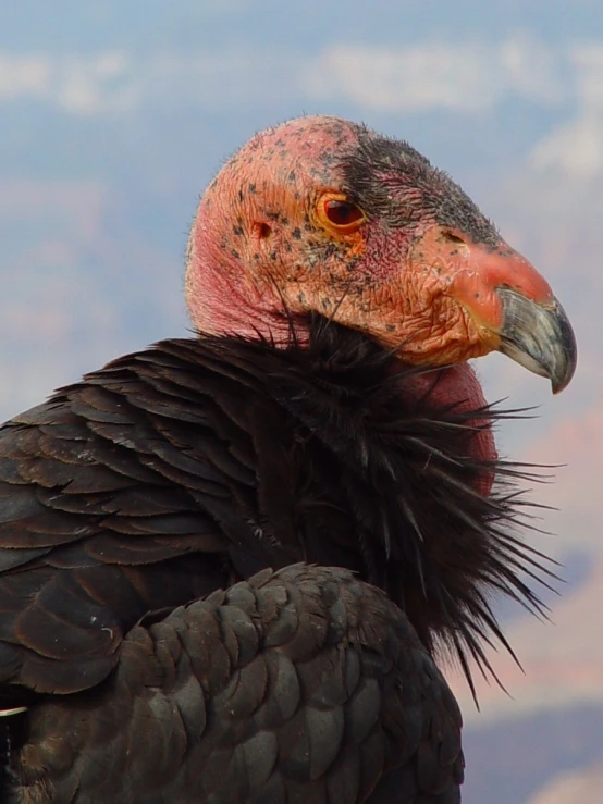 the back view of a large bird's head