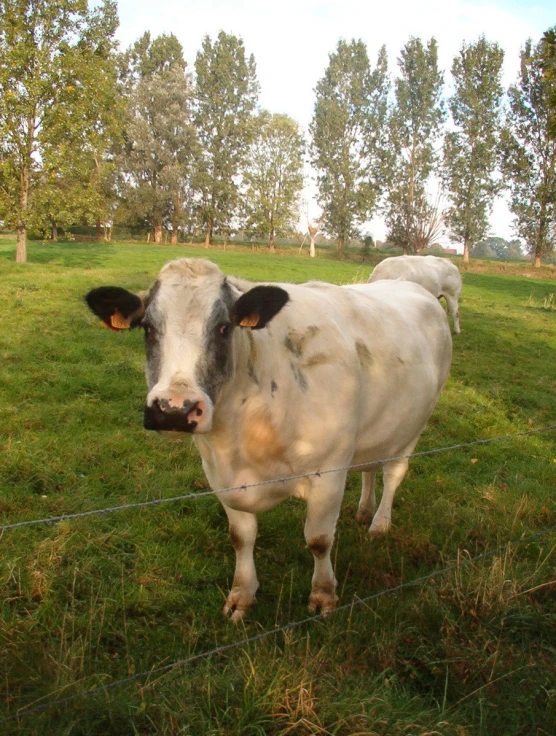 a white cow behind a barbed wire fence