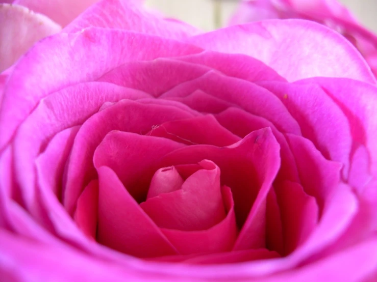 the inside of the petals of a pink flower