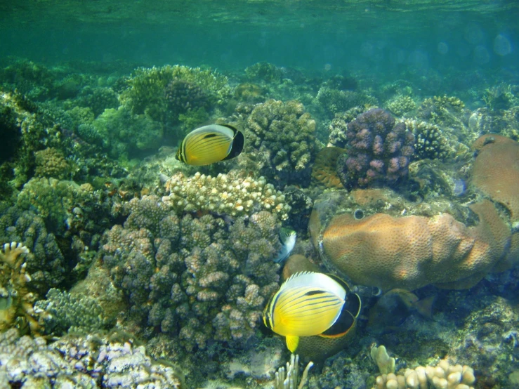 two fish sitting on top of some rocks under the water