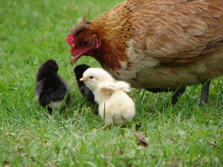 an adult chicken is walking near two babies