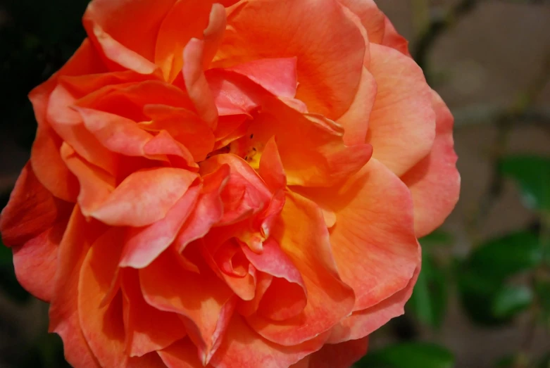 an orange rose is blossoming in the sun