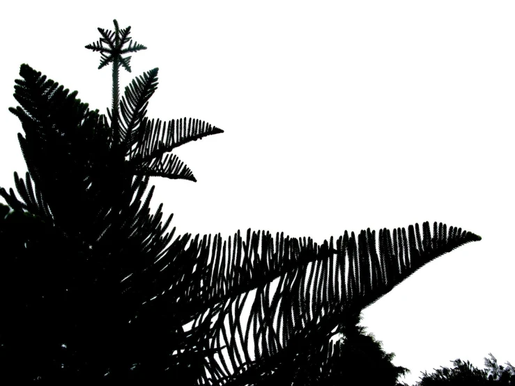 a black and white silhouette of a tree