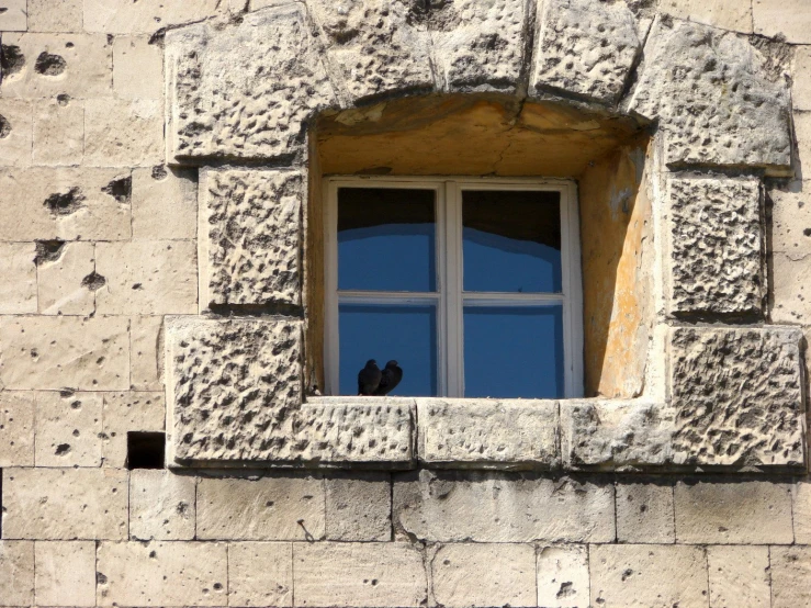 a black bird is sitting at the window