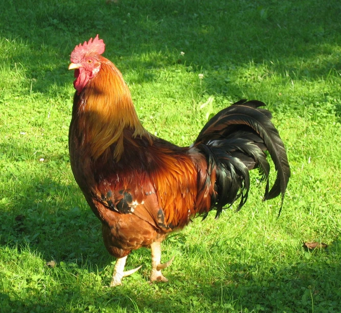 a rooster standing in the middle of grass