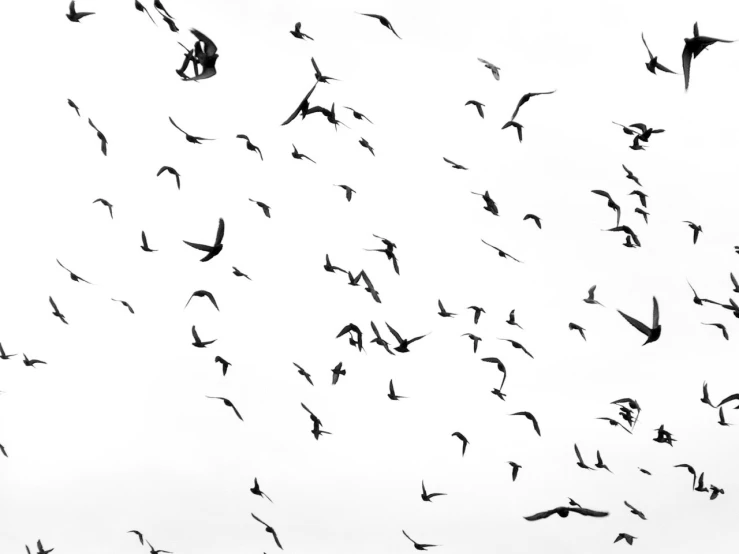 a flock of birds flying through a white sky