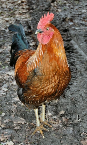 a rooster with a red comb stands on some leaves
