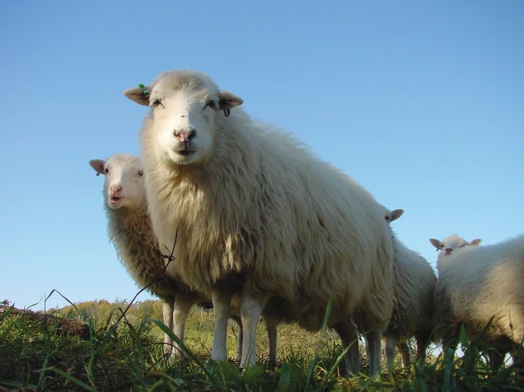 three sheep are standing in a grassy field