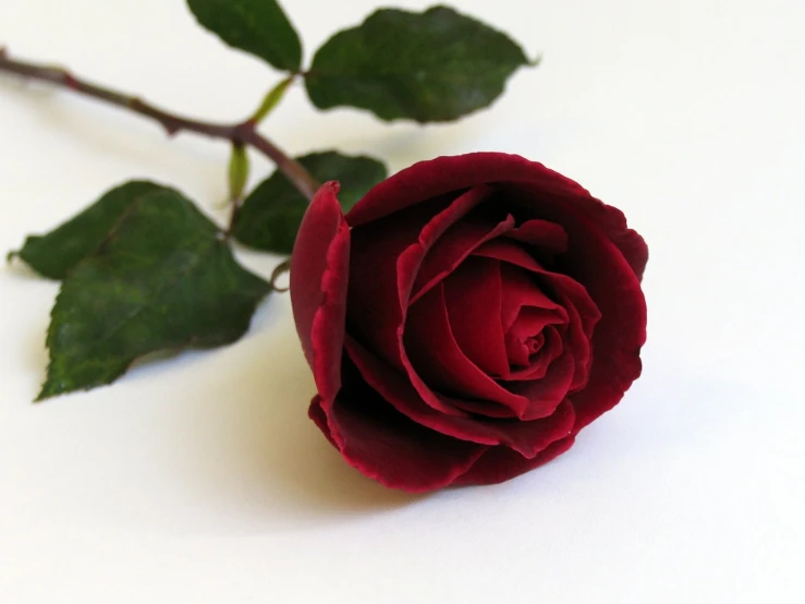 a single red rose on a white table