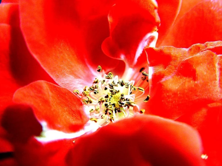 close up of the middle part of a red flower