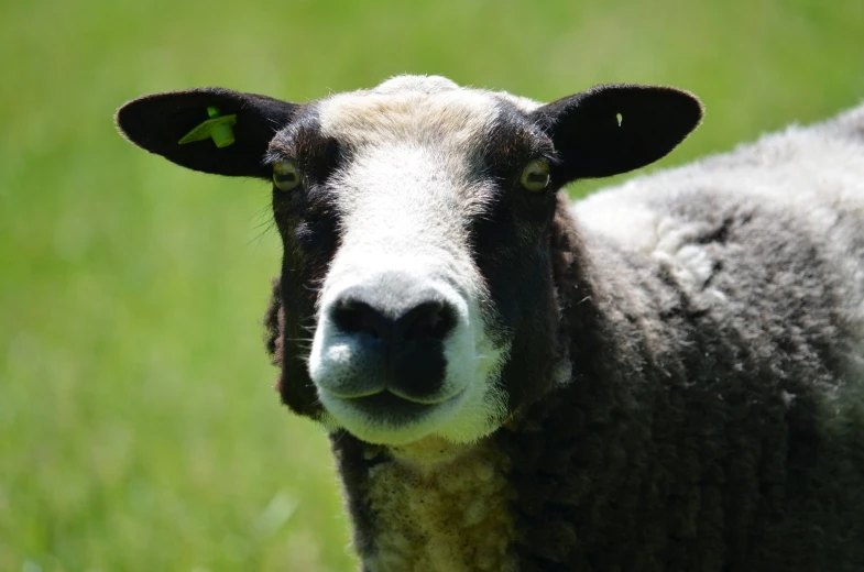 the head of a sheep is looking directly into the camera