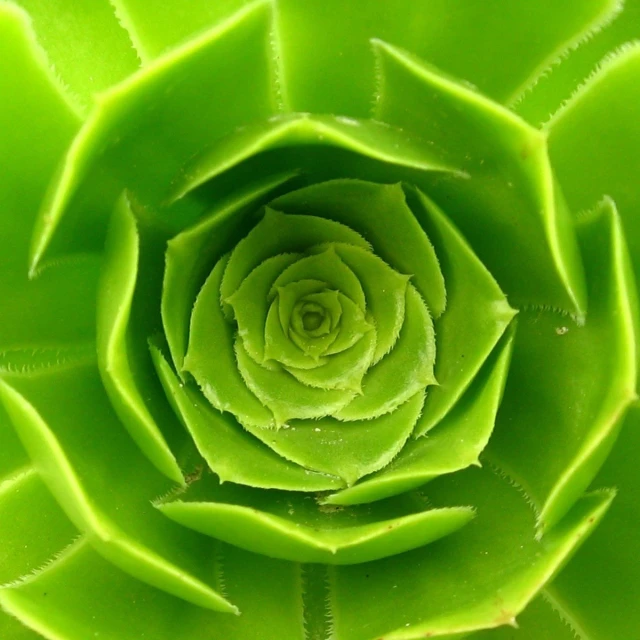 close up of a green leaf that is part of a plant